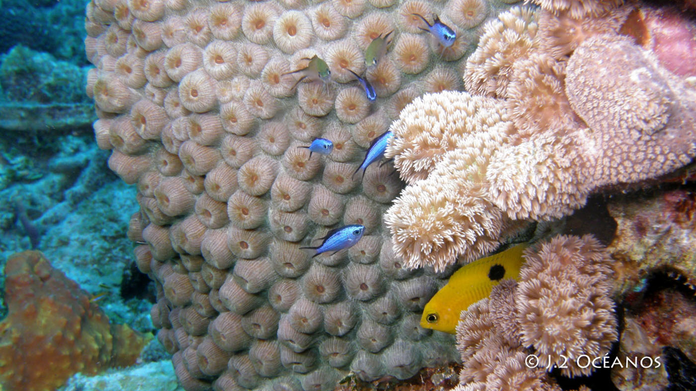 La investigación revela que en los últimos años el arrecife ha perdido el 1,2 % de la cobertura por año. Foto: Fundación Help2Ocean.